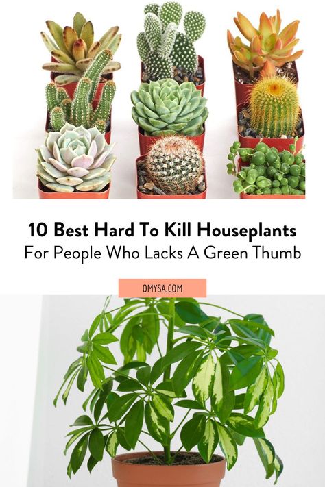 These hard to kill houseplants is the answer for people cursed with black thumbs. Best Plants For Bedroom, Umbrella Tree, Cast Iron Plant, Kitchen Plants, Philodendron Plant, Rubber Plant, Iron Plant, Aloe Vera Plant, Rubber Tree