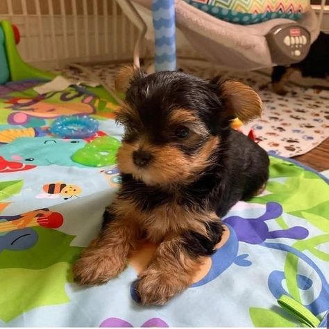 Tea Cup Puppies, Tea Cup Yorkie, Cute Teacup Puppies, Teacup Yorkie Puppy, Yorkie Puppy For Sale, Puppy Mom, Yorkie Puppies, Teacup Yorkie, Cute Dog Pictures