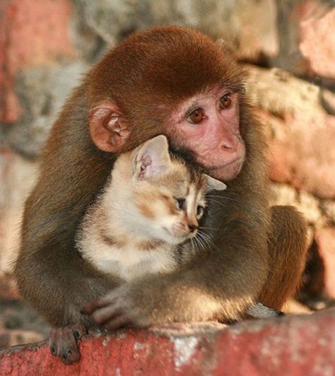 A Note For You  |  Keepin' It Kind Regnul Animal, Söt Katt, Animals Friendship, A Monkey, Cute Animal Pictures, Sweet Animals, Animal Photo, Funny Animal, 귀여운 동물