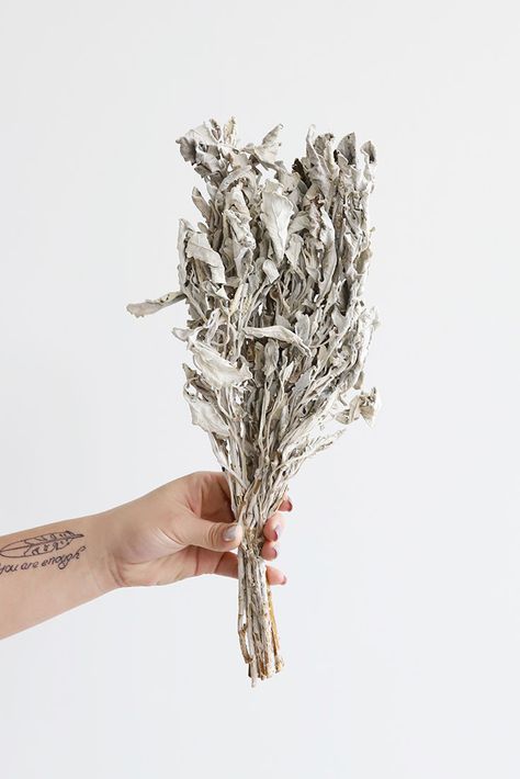 Find natural greenery, like this beautiful dried dusty miller bundle, for your favorite vase, or to add to your DIY dried flower bouquet. Diy Dried Flower Bouquet, Natural Flower Arrangements, Greenery For Wedding, Dried Greenery, Natural Bouquet Wedding, Preserving Flowers, Curly Willow, Country Wedding Decorations, Dusty Miller