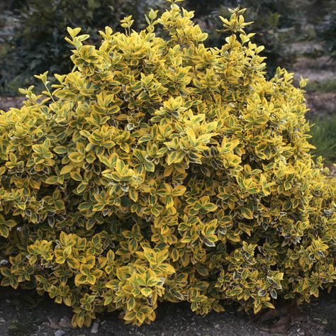 Lime Green Plants, Golden Euonymus, Garden Ground Cover, Leyland Cypress Trees, Bradford Pear Tree, Garden Bushes, Euonymus Fortunei, Michigan Garden, Medieval Garden