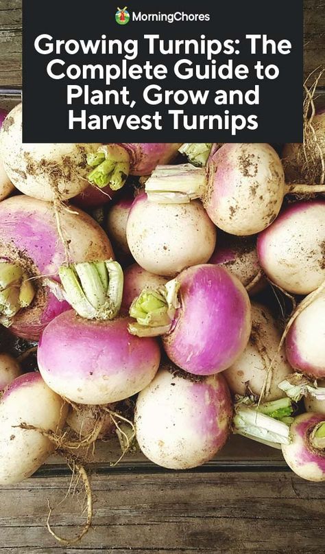 Growing Turnips, Turnip Soup, Turnip Recipes, Forty Seven, Root Veggies, Turnip Greens, Turnips, Recipe Template, Garden Recipes