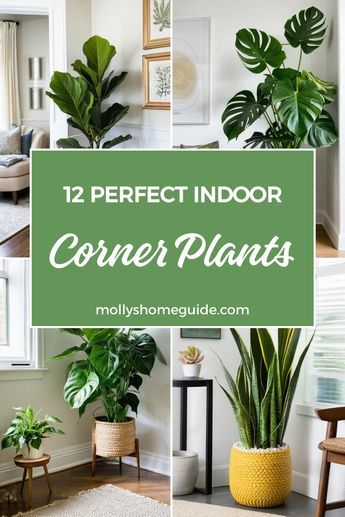 Looking to spruce up your living room corners? Discover the best indoor corner plants that will add life and style to your space. From low light options to tall plant racks, these indoor plants are perfect for every apartment. Transform your home with indoor plants that will liven up any corner, whether on the floor or by the windows. Elevate your indoor decor with these stunning plant ideas and create a cozy atmosphere in your living room. Plant In Corner Living Room, Inside Plants Decor Living Room, Apartment Plant Ideas, Empty Corner In Living Room Ideas, Plant Rack Ideas, Plants In Living Room, Indoor Plants Decor Living Room, Plant Racks, Living Room Corners