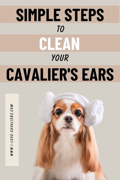 Puppy Tips, Cavalier Puppy, Cavalier King Charles Dog, Cavalier Spaniel, Puppies Tips, King Charles Dog, Pet Stroller, Floppy Ears, Ear Cleaning