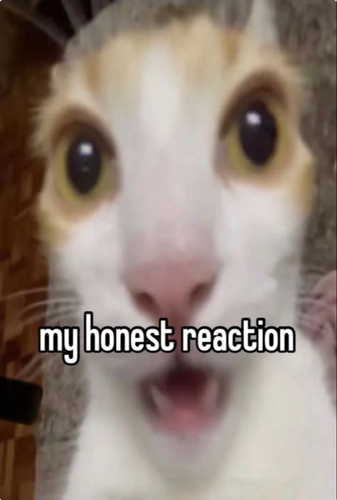 My Honest Reaction Cat, Silly Cars, My Honest Reaction, Honest Reaction, Funny Pix, Study Motivation Quotes, Silly Cats, Motivation Quotes, Kitty Cat