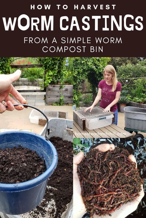 If you've already started a worm bin at home, good for you! (If not, come learn how!) Now it's time to harvest the worm castings, so you can put them to good use in your garden. Let me show you how easy it is! How To Start A Worm Farm, Vermiculture Worm Farm Diy, Red Worm Composting, Worm Farm Diy, Worm Beds, Worm Composting Bin, Worm Castings, Red Worms, Worm Bin