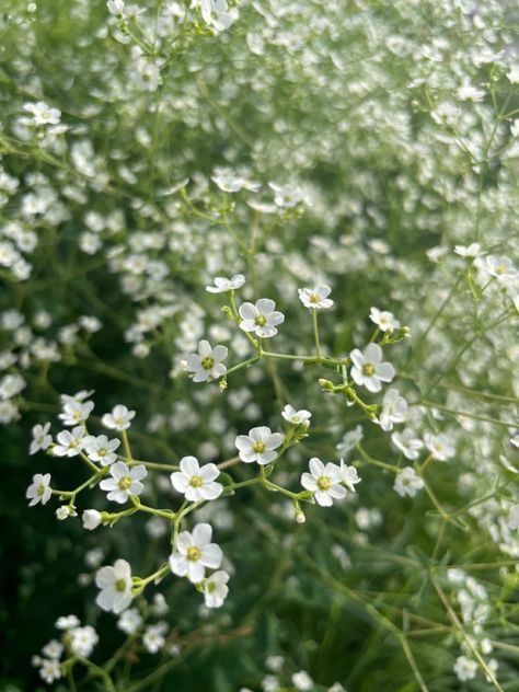 Flowers Screensaver, Pond Photoshoot, Phone Makeover, White Wildflowers, Beaded Projects, Turtle Pond, Spring Maternity, Perfect Boy, White Mountain