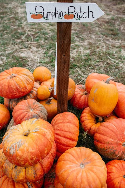 Hay Ride Ideas, Hay Ride, Pumpkins And Gourds, Best Pumpkin Patches, Pumpkin Patch Sign, Fall Dinner Party, Fall Dates, Autumn Tea, Fall Mood Board