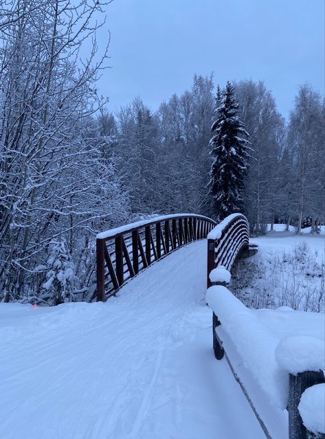 Nature, Fairbanks Alaska Winter, Alaska Winter, Winter Landscape Photography, Fairbanks Alaska, Cosy Winter, Negative Comments, Winter Photos, Snowy Winter