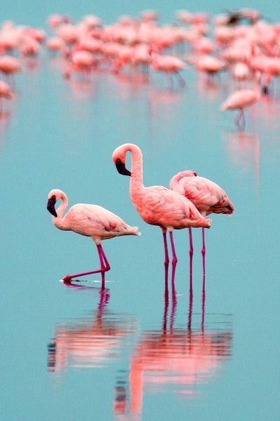 Flamencos Más Flamingo, Water