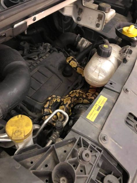 AN MoT tester got a shock when he found a python under a bonnet. The 3ft snake — called Gav — had escaped two weeks earlier and hidden beside the engine of a Vauxhall Vivaro. He belonged to nine-year-old Ellis Turner, whose step dad owns the car and had taken it into the garage. Ellis’s […] Great Yarmouth, Python