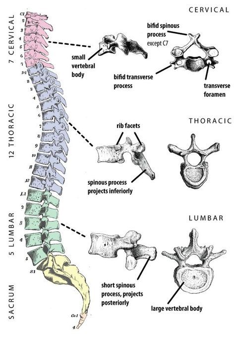 Human Skeleton Anatomy, Vertebral Column, Anatomy Bones, Human Spine, Basic Anatomy And Physiology, Medical Student Study, Nursing School Survival, Human Body Anatomy, Muscle Anatomy