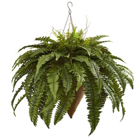 Buy the 2ft. Boston Fern with Cone Hanging Basket at Michaels. com. Give your front porch a facelift with this Boston fern silk hanging basket. Give your front porch a facelift with this Boston fern silk hanging basket. This lush arrangement is full with expertly crafted, textured green leaves that cascade down the side, mimicking the style of a true fern. Timeless and worldly, the Boston fern is a classic plant that is perfect for front porches, sunrooms, and more. Details:Green, 3.3ft. x 3.3ft Plants In Baskets, Artificial Plants Indoor, Boston Fern, Artificial Plants And Trees, Artificial Plants Outdoor, Fern Plant, Decoration Plante, Silk Plants, Office Plants