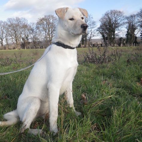 Huskadors are a wonderful mix between the Husky and Labrador breed. Discover the qualities and need-to-know ownership info for the Huskador breed! Pug Mixed Breeds, Labrador Puppy Training, Labrador Retriever Facts, Labrador Retriever Funny, Pug Mix, Labrador Mix, Labrador Retriever Puppies, Husky Mix, Lab Puppies