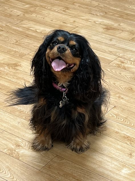 Cavalier King Charles Spaniel - Black and Tan Black Cavalier King Charles Spaniel, King Charles Cavalier Spaniel Black, Black And Tan Cavalier King Charles, Caviler King Charles Spaniel, King Charles Cocker Spaniel, Cavalier Puppies, Cavalier King Spaniel, Dream Puppy, King Spaniel