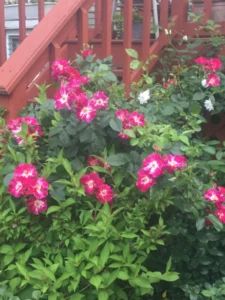 Growing Roses in Pots — Winterizing Your Roses - American Rose Society Rose In Pot, Roses In Containers, Roses In Pots, Gung Ho, Growing Roses, Rose Bush, Green Thumb, Gardening Tips, Decks