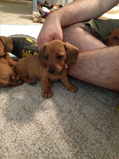 Mini dachshund Dachshund Miniature, Dachshund Puppy Funny, Daschund Puppies, Dapple Dachshund Puppy, Dachshund Breed, Dachshund Puppy Miniature, Dapple Dachshund, Popular Dog Breeds, Weenie Dogs