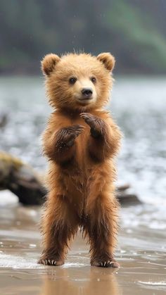 Baby Animals Adorable, Alaska Animals, Baby Animals Cute, Worlds Cutest Animals, Funny Animal Images, Cute Critters, Wild Baby, Wild Animals Pictures, Cute Animal Memes