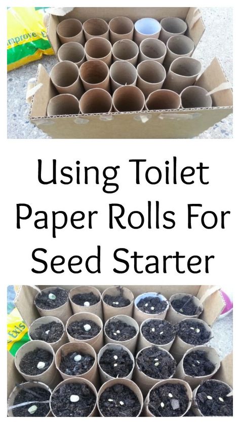 Garden On A Budget, Plantarea Legumelor, Seed Starters, Start A Garden, Toilet Paper Rolls, Seed Starter, Starting A Garden, Veg Garden, Home Vegetable Garden