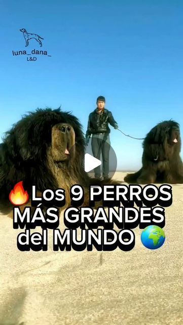 L&D on Instagram: "Los 9 PERROS más GRANDES del MUNDO 🌍 ¿Y tú, conoces alguno mas? 
.....
#perros #dog #mastintibetano #mastinespañol #leonberger #grandanes #kangalturco #alabai #Terranova #sanbernardo #perrosgrandes #razaspoderosas" Alabai Dog, October 1, Saint Bernard, Dogs, On Instagram, Instagram