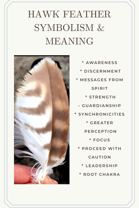 Want to know what it means when you find a hawk feather?! Here are some keywords to help understand what spiritual measage is being portrayed! #hawks #feathers #hawkfeather #spirituality #spiritguides #animalspiritguides White And Brown Feather Meaning, Hawk Spirit Animal Meaning, Finding Feathers Meaning, Hawk Feather Meaning, Feather Meaning Symbols Spiritual, Brown Feather Meaning, Hawk Feather Tattoo, White Feather Meaning, Feather Color Meaning