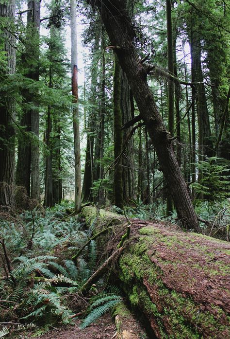 Cathedral Grove Vancouver Island, British Columbia Photography, Cathedral Grove, Environment Landscape, Website Photos, Old Trees, Silly Things, Year 1, Vancouver Island