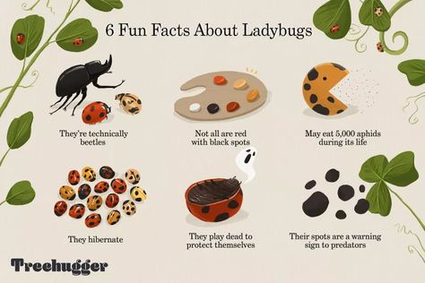 9 Surprising Facts About Ladybugs Ladybug Theme, Lady Beetle, Stink Bugs, The Beetle, Pandora's Box, Garden Animals, Fruit Flies, Facts For Kids, Surprising Facts