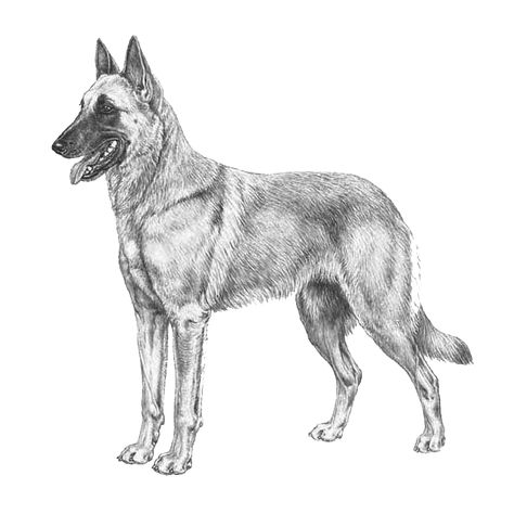 Malinois (Belgian Shepherd Dog) - Pedigreed Breeds - DogWellNet.com Dog Face Drawing, Belgium Malinois, Pedigree Dog, Dog Dna Test, Belgian Malinois Dog, Malinois Dog, Working Dog, Dog Sketch, Belgian Shepherd