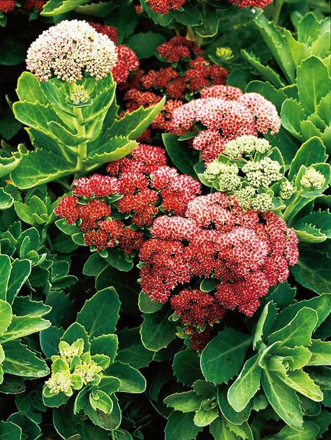 Pretty Sedum is an easy-to-grow perennial that turns brick red during the fall. Find 19 more beautiful perennials: http://www.bhg.com/gardening/flowers/perennials/top-perennials-for-your-garden/?socsrc=bhgpin071712sedum#page=19 Mass Planting, Drought Tolerant Perennials, Best Perennials, Have Inspiration, Late Fall, Hardy Perennials, Drought Tolerant Plants, Garden Stuff, Perennial Garden