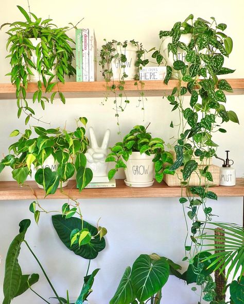 🌵Bing’s Meowgical Garden🐈🍃 on Instagram: “#plantshelfie for #trailingthingsthursday 🍃 . 🌱Hoya wayetii, Ceropegia woodii-String of Hearts, Scindapsus pictus argyraeus, Philo Brasil,…” Scindapsus Pictus Argyraeus, Philo Brasil, Hoya Wayetii, Scindapsus Pictus, Ceropegia Woodii, Pot Plants, Plant Pot, Potted Plants, Indoor Plants