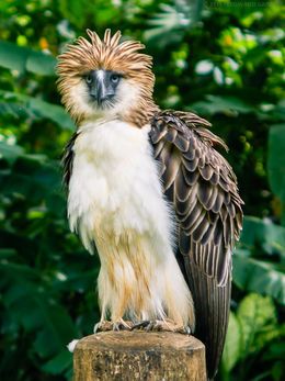 Eagle Facts, Philippine Eagle, Eagle Images, Eagle Wallpaper, Sea Eagle, Navy Military, Rare Birds, Exotic Birds, Birds Of Prey