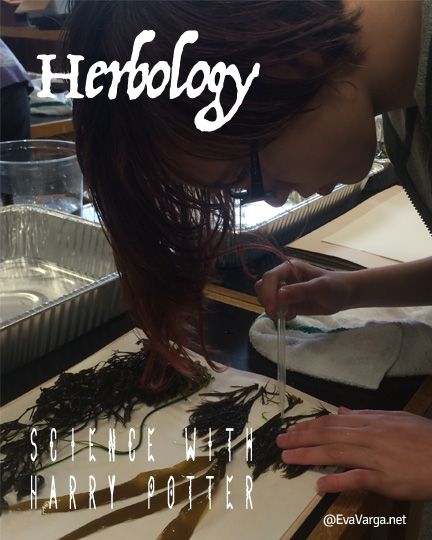 Herbology Harry Potter, Harry Potter Unit Study, Harry Potter Lessons, Harry Potter Herbology, Study Of Plants, Harry Potter Classes, Hogwarts Classes, Fanfiction Recommendations, Harry Potter Activities