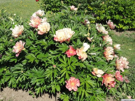 'Julia Rose' Peony , 9.Mai Julia Rose Peony, Julia Rose Itoh Peony, Peony Photo, Itoh Peony, Itoh Peonies, Julia Rose, Peony Bush, Black Thumb, Beautiful Life