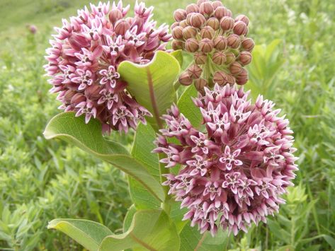 Common Milkweed, Milkweed Flower, Milkweed Seeds, Butterfly Habitat, Milkweed Plant, Swamp Milkweed, Butterfly Plants, Plant Garden, Blooming Plants