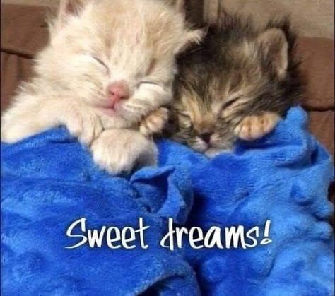 Cat Saying Goodnight, Goodnight Shawty, Goodnight Cat, Gud Nite, Good Morning Animals, Good Night Qoutes, Good Night Cat, Good Night Love Quotes, Good Night Funny