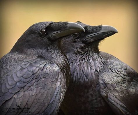 Pamela Hawken writes about her photo: "These two Ravens were on a nearby fence and as I watched, they spent quite a long time pair-bonding—grooming one another's head feathers." - Humboldt County, CA PamelaRoseHawkenPhotography.com Two Ravens, Raven And Wolf, Quoth The Raven, Raven Bird, Sonoma California, Dark Wings, Black Birds, Wild Kingdom, Jackdaw