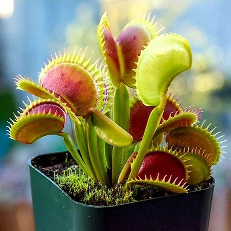 Venus Fly Trap Care, Insectivorous Plant, Venus Flytrap, Strange Flowers, Fly Trap, Spring Flowering Bulbs, Venus Fly Trap, Fly Traps, Plant Seeds