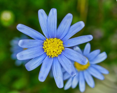 Close-Up Of Flower Blooming Outdoors Blue Daisy, Daisy Flower, Blue Flowers, Daisy, Flowers, Blue, Design, Art