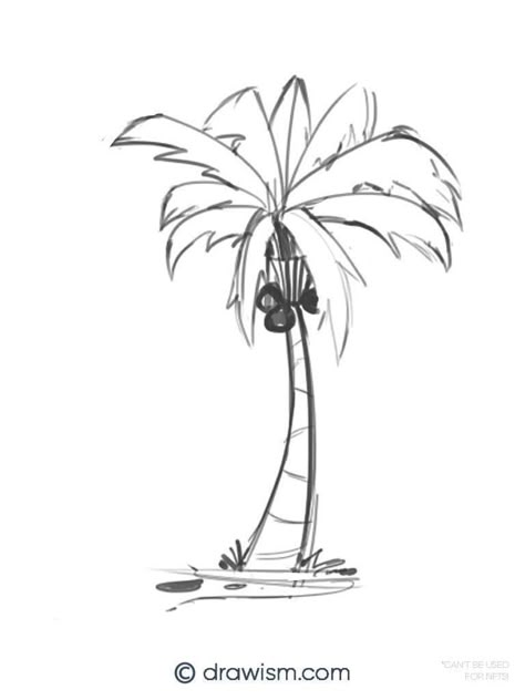 3 Best Palm Tree Drawing Styles with No Art Experience Realistic Palm Tree Drawing, Palm Tree Drawing Sketches, How To Draw Palm Trees, Palms Drawing, Draw Palm Tree, Palm Tree Doodle, Palm Drawing, Palm Trees Illustration, Palm Tree Outline