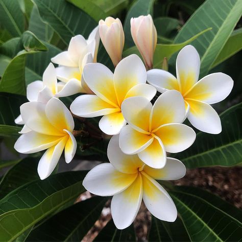 appiness 💛 . . . #flower_beauties_ #frangipani #favv_flowers #plumeria #flowerpics #flowerphotography #naturesbeauty #best_beauty_flora Hawaii Flowers, Plumeria Flowers, Landscape Design Plans, Garden Care, Plant Mom, In Frame, Exotic Flowers, Flower Beauty, Beautiful Blooms