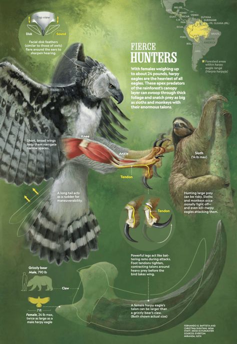 Bird Migration Map, Scientific Poster Design, Butterfly Metamorphosis, Animal Infographic, Scientific Poster, What Is Sleep, Harpy Eagle, Marine Ecosystem, National Geographic Magazine