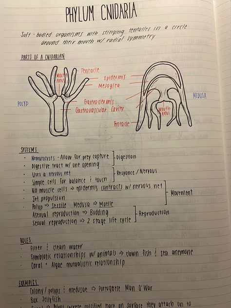 Zoology Notes Animals, Phylum Notes, Biology Notes Aesthetic Cover, Phylum Cnidaria Notes, Veterinarian Notes, Zoology Aesthetic Notes, Marine Biology Aesthetic Notes, Marine Biology Notes, Zoology Notes