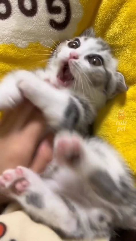 Purrtastic Cuteness | Funny cats 😂😂 Credit : unknown 💌 “No copyright infringement was intended. If you are the author of this video and do not want your video... | Instagram Cute Animals Cats, Very Funny Cats, Cute Kitties Videos, You And Me Video, Me As An Animal, Animals Being Funny, Funny Cute Cats Videos, Funny Kitty Videos, Cats Being Cats