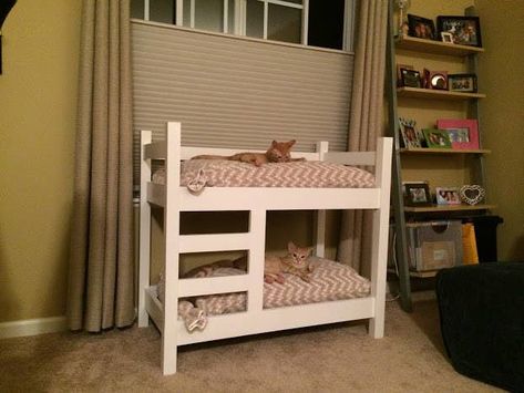 24 Cats Who Have Accomplished More Than You Will Ever Accomplish In Your Lifetime Bunk Beds Diy, Cat Bunk Beds, Cat Apartment, Tiny Bed, Bunk Bed Sets, Cat Bedroom, Beds Diy, Cat Couch, Bottom Bunk