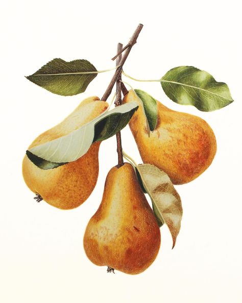 Pears drawn with colored pencils! I loved drawing these Pears! Sometimes a drawing just comes together with ease and this was one of them. I drew this on Legionpaper Rising Museum Mount using Prismacolor, Polychromos, and Derwent Lightfast pencils. It was blended with Utrecht NOOD Odorless Paint Thinner. . . #coloredpencil #coloring #botanicalart #pears #blickartmaterials #derwentlightfast #prismacolor #polychromos #legionpaper Realistic Colored Pencil Drawings, Pear Drawing, Derwent Lightfast, Using Colored Pencils, Loved Drawing, Paint Thinner, Leaf Drawing, Line Drawings, White Pencil