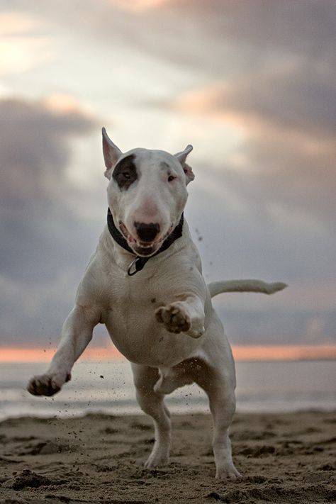 He's so adorable Indian Dog, Boy Dog Names, English Bull Terrier, Pitt Bull, Photo Animaliere, English Bull Terriers, Dog People, Bull Terriers, Boy Dog