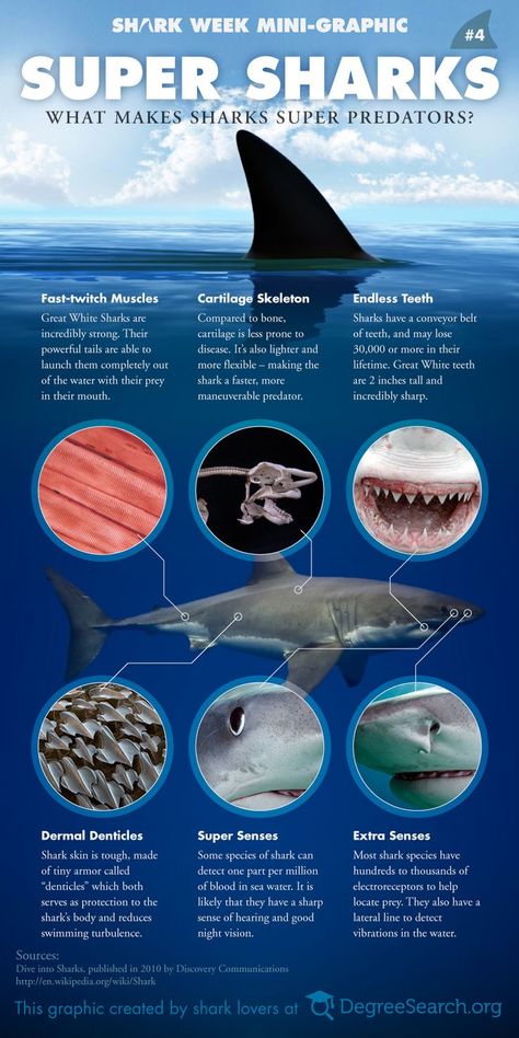 1000+ ideas about Shark Facts on Pinterest | Sharks, Facts About ... Save The Sharks, Types Of Sharks, Shark Facts, Shark Pictures, Marine Conservation, Oceanography, Ocean Conservation, Shark Week, Marine Biology