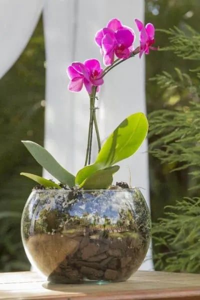 Orchid Bowl, Orchids In Water, Repotting Orchids, Indoor Orchids, Orchid Roots, April Showers Bring May Flowers, Planting Pot, Moth Orchid, Decoration Flowers