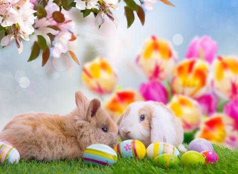 two white and brown rabbits #eggs #Easter Easter eggs #easter happy easter #5K #wallpaper #hdwallpaper #desktop Easter Bunny Images, Bunny Brunch, Happy Easter Wallpaper, Easter Bunny Pictures, Bunny Images, Zero Wallpaper, Easter Wallpaper, Easter Images, Easter Pictures