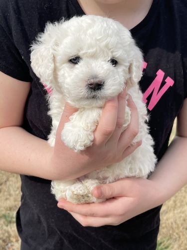 Bichon Frise Puppies For Sale | Cave City, KY | Petzlover Bichon Frise For Sale, Bichon Frise Puppy, Cave City, Happy Farm, Oklahoma City Oklahoma, Red Heeler, Puppy Breeds, Australian Cattle Dog, Pet Puppy